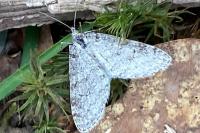 Trichopteryx carpinata