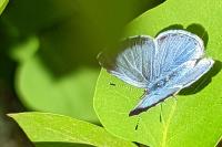 Celastrina argiolus