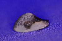 Cilix glaucata