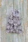 Acronicta auricoma