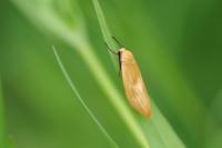 Wittia sororcula