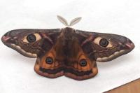 Saturnia pavonia