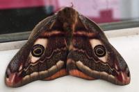 Saturnia pavonia