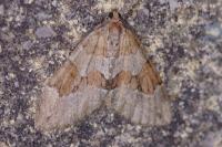 Pennithera firmata