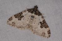 Xanthorhoe fluctuata