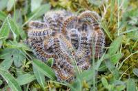 Thaumetopoea pityocampa