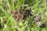 Carcharodus alceae