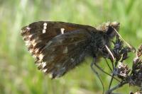 Carcharodus alceae