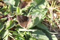 Erynnis tages