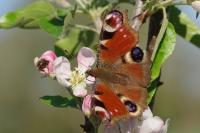 Aglais io