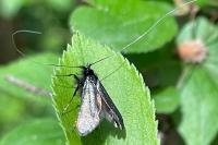Adela reaumurella