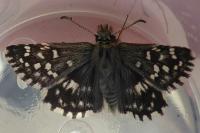 Pyrgus malvae