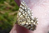 Chiasmia clathrata