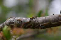 Malacosoma neustria