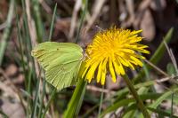 Gonepteryx rhamni