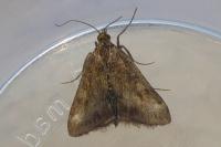 Pyrausta despicata