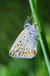 Aricia agestis
