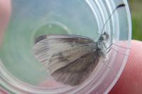Leptidea sinapis