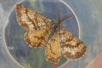 Ematurga atomaria