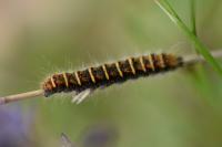 Trichiura crataegi
