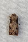 Agrotis puta