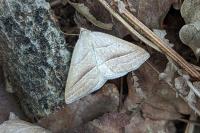 Petrophora chlorosata