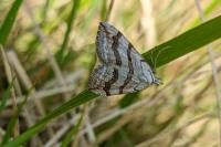 Aplocera efformata