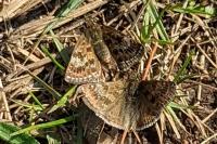 Erynnis tages