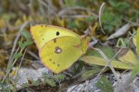 Colias alfacariensis