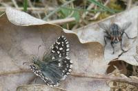 Pyrgus malvae