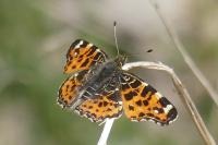 Araschnia levana