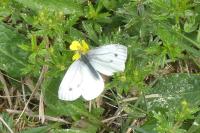 Pieris napi
