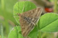 Pyrausta despicata
