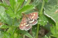 Pyrausta purpuralis