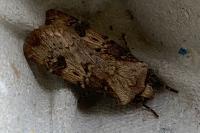 Agrotis puta