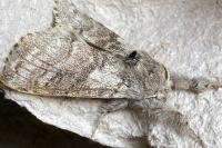 Calliteara pudibunda