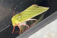 Pseudoips prasinanus