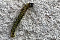 Cydalima perspectalis