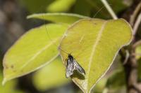 Adela reaumurella