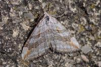 Aplocera efformata