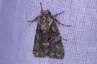 Acronicta rumicis