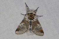 Furcula bifida