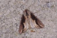 Egira conspicillaris