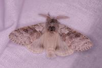 Calliteara pudibunda