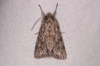 Xylocampa areola