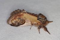 Notodonta ziczac