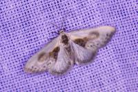Cilix glaucata