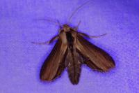 Cucullia verbasci
