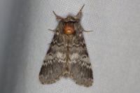 Drymonia ruficornis