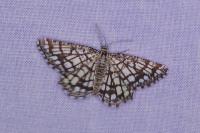 Chiasmia clathrata